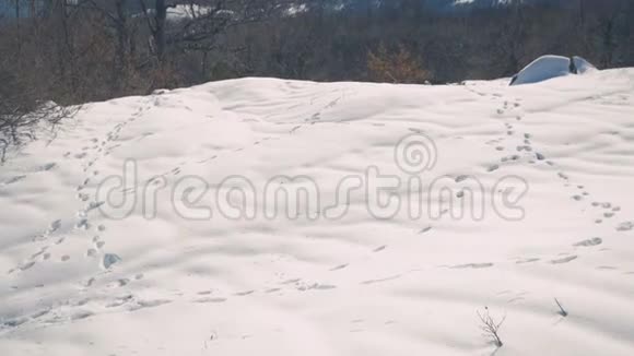 雪地里的动物痕迹视频的预览图