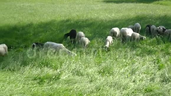 一群羊在草地上吃草后面是山生态农场有机产品概念视频的预览图