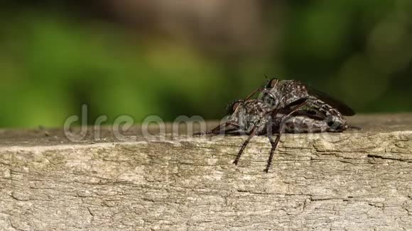 一对Robberfly交配栖息在林地边缘的木栅栏上视频的预览图