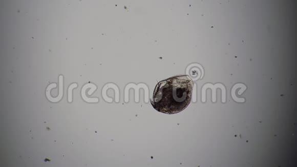 在显微镜下快速旋转的阿洛纳池塘特写的甲壳虫视频的预览图