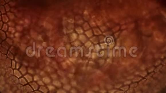 水蚤的内部器官特写显微镜视频的预览图