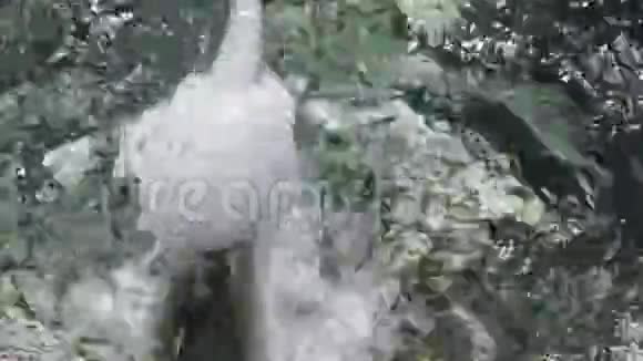 后院的喷泉视频的预览图