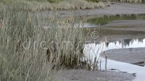 泥和高大的草长着燕子成群飞来飞去视频的预览图
