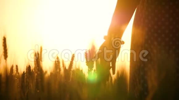 一只美丽的雌性手触摸金麦穗太阳的光芒透过女性的手指闪耀视频的预览图