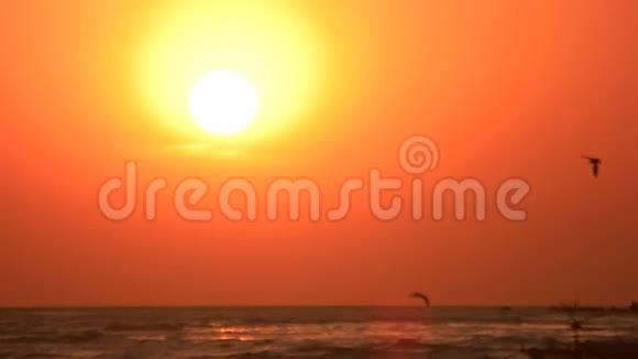日落时飞过海面的飞鸟视频的预览图