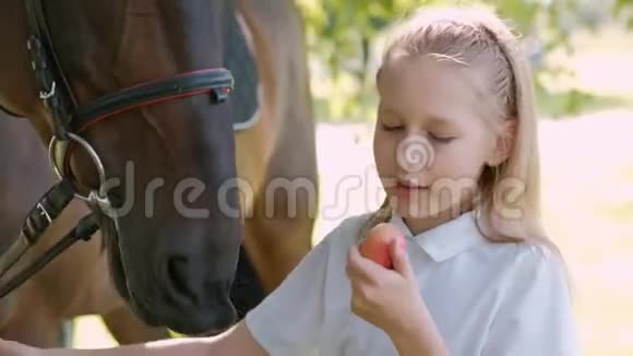少女带着一匹棕色的马走在田野上视频的预览图