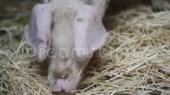 小猪一只小猪在地板上的干草里寻找食物小猪的猪场视频的预览图