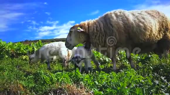 绵羊和羔羊放牧视频的预览图
