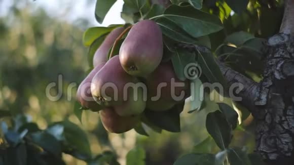 在日落时分把梨子的多汁果实洒在果园里的梨树枝上视频的预览图