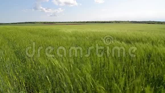 绿色的麦田在戏剧性的多云天空下生长在农田上的年轻小麦作物农业和粮食生产G视频的预览图