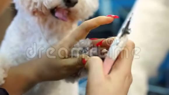 一位女兽医在一家兽医诊所修剪了一只狗BichonFrise的爪子视频的预览图