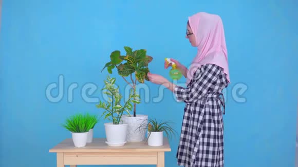一名戴头巾的年轻穆斯林妇女在房子桌子上喷洒植物视频的预览图