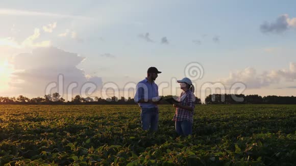 农民一男一女站在田里说话视频的预览图