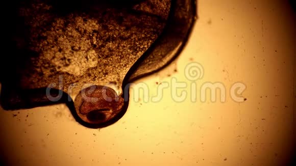 大型水蚤被一个特写镜头粘在一滴水中视频的预览图