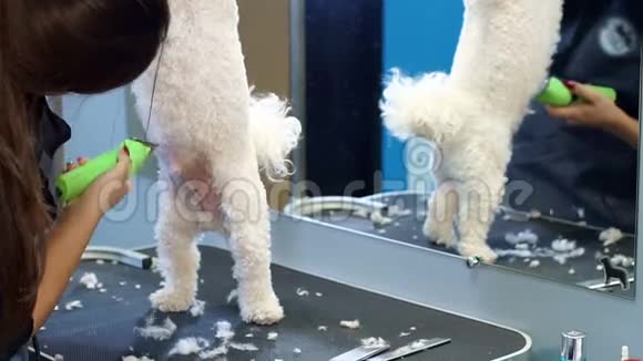 女人用电动剪发器修剪一只小狗BichonFriser视频的预览图
