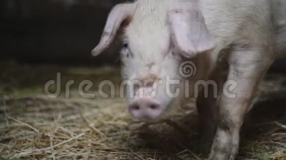 养猪场上的小猪谷仓里的猪从一边跑到另一边视频的预览图