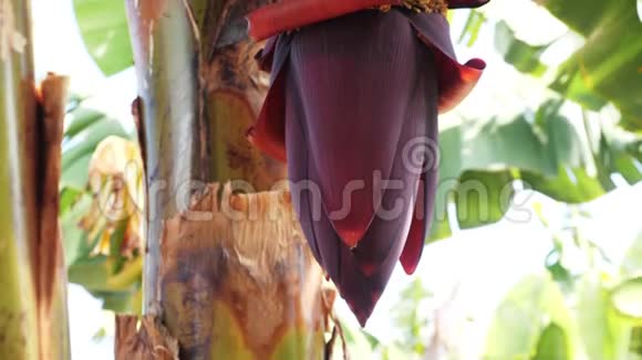 加那利群岛香蕉种植园开花香蕉的特写镜头巨大的红色香蕉花生长在视频的预览图