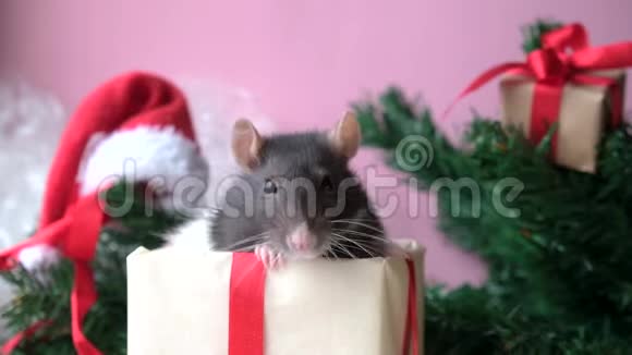 礼物盒里的圣诞老鼠特写小老鼠看镜头背景上有圣诞装饰中文符号视频的预览图