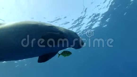 海牛杜贡杜贡伴随着金特雷瓦利Gnathanodonspeciosus在蓝水中地在水面下游泳视频的预览图