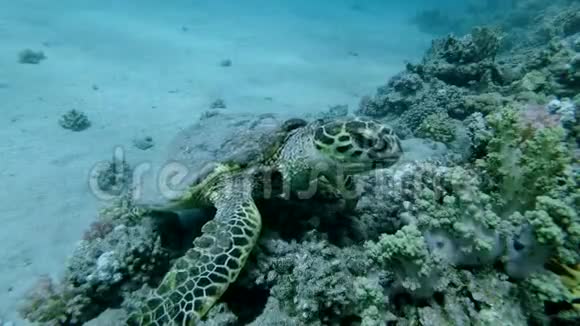 海龟坐在珊瑚礁上吃软珊瑚鹭海龟或碧莎鹭视频的预览图