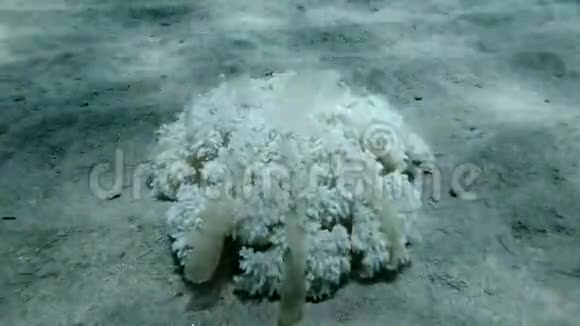 水母坐在阳光下的沙底上上倾水母仙后座和仙女座视频的预览图