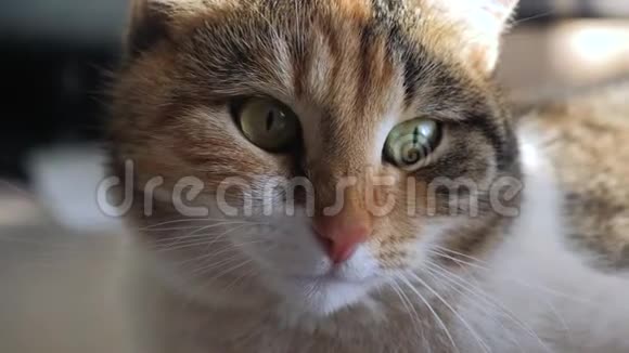 三色猫肖像脸生活方式就在窗户上光线落在脸上宠物护理视频的预览图