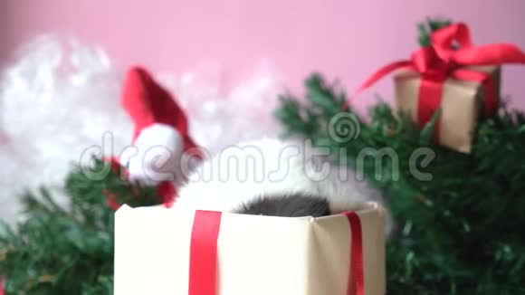 礼物盒里的圣诞老鼠老鼠从盒子里出来移动鼻子中国新年快乐慢视频的预览图