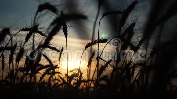 农业概念是麦田上金色的夕阳麦收穗生活方式慢视频背景天空视频的预览图
