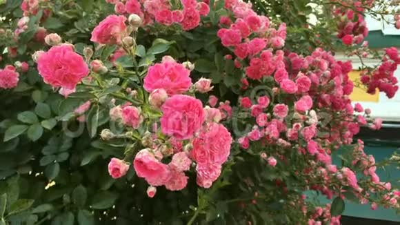 美丽的粉红色玫瑰花丛在花坛上的院子里迎风飘扬特写镜头视频的预览图