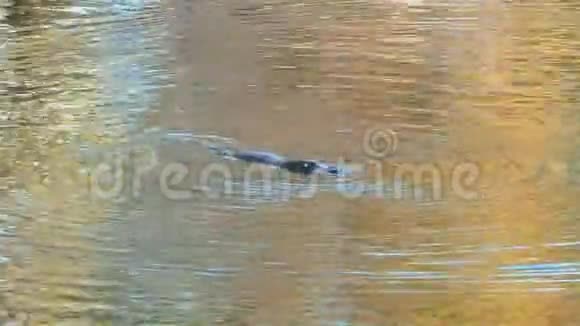 靠近一只成年鸭嘴兽在塔斯马尼亚河中游泳和潜水视频的预览图