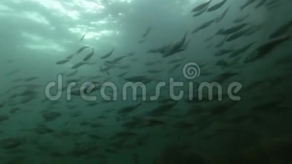 黑鳕鱼或小鳕鱼在蓝水中游泳视频的预览图