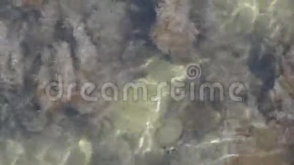 浅的透明海水中的海藻石头和沙子视频的预览图