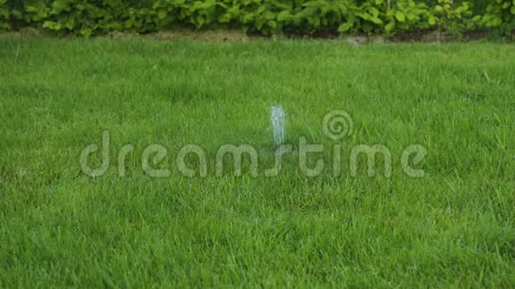 美丽的夏季自动草坪浇水过程视图视频的预览图