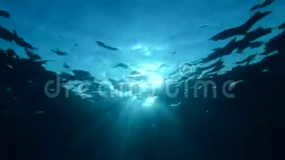 阳光透过海面照射水下射射视频的预览图