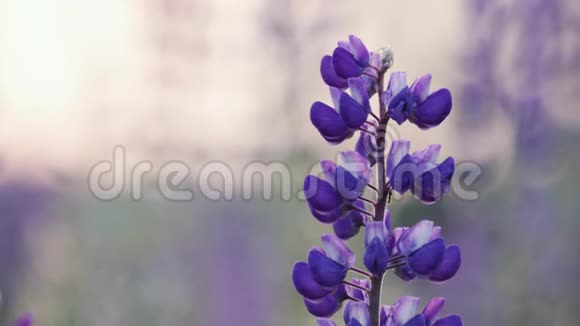 美丽的花朵窄叶羽扇豆深蓝色在风中微微摇曳视频的预览图