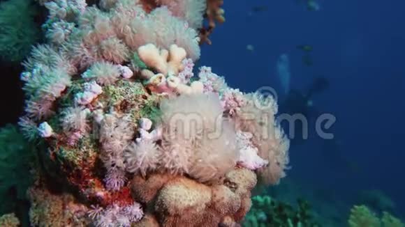 柔软的珊瑚西兰花和五颜六色的鱼西兰花珊瑚蕨类植物乔木和彩色鱼图片视频的预览图