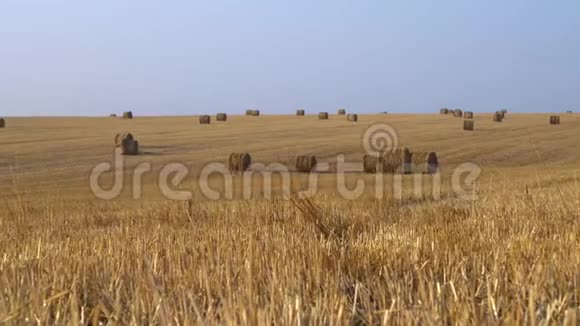 在农业田上收获大量干草全景4K视频的预览图