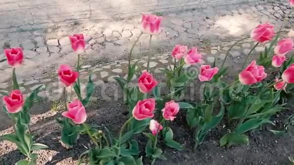 美丽的粉红色白色郁金香花户外春天阳光明媚的一天详细全高清镜头视频的预览图