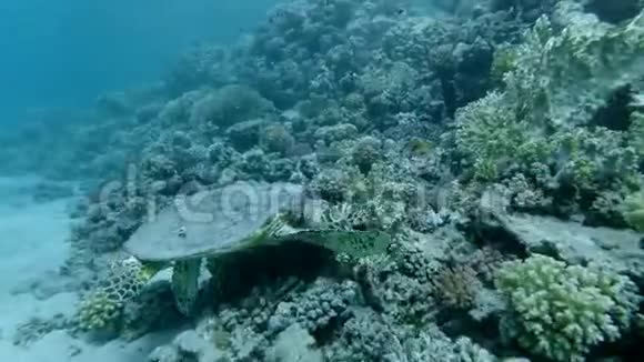 海龟坐在珊瑚礁上吃软珊瑚鹭海龟或碧莎埃雷特莫切利吸虫视频的预览图
