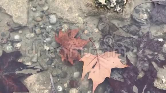 飘落的秋叶在水面上视频的预览图