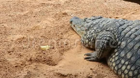 大型鳄鱼特写睡在浅橙色的地面上上面有小石头接下来是黄叶视频的预览图