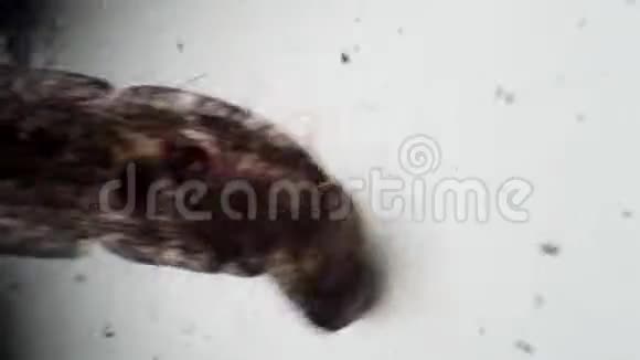 一只不安的虫子在显微镜下移动视频的预览图
