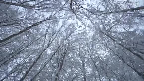 白雪森林视频的预览图