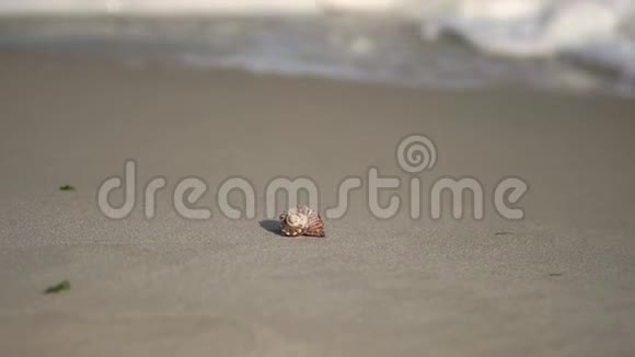 贝壳躺在海边的沙滩上视频的预览图