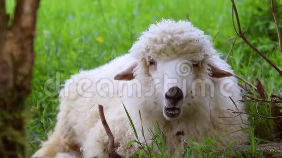 饲养牲畜的概念一群羊在一片草地上休息在阳光明媚的日子里在绿色的山谷里吃草视频的预览图
