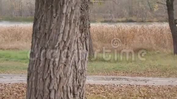 在秋天的森林里做北欧行走的高级妇女在秋天的小径上进行北欧步行比赛退休人员健康视频的预览图