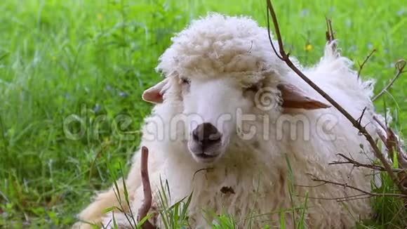 在阳光明媚的日子里在牧场上吃青草草地的牧场上放牧的羊群慢动作视频的预览图