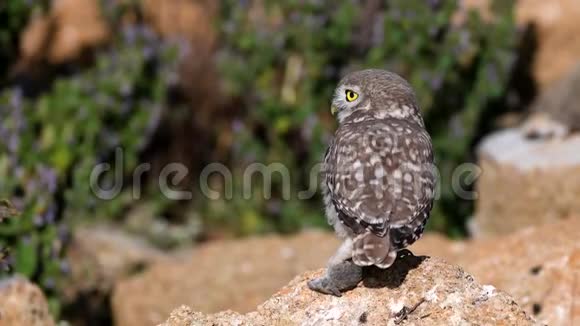 猫头鹰一只小猫头鹰坐在一块石头上用爪子抓着一只老鼠看着摄像机视频的预览图