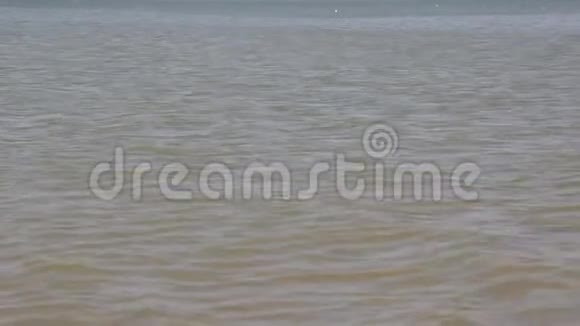 海面上的小浪里海的海鸥在海里游泳和捕鱼视频的预览图
