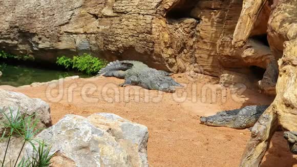 两只大鳄鱼躺在岩石之间的热土上晒太阳视频的预览图